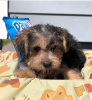 Theodore , a male Yorkipoo for sale in New Haven, CT – 3 of 6