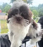 Shih Tzu , a female Shih Tzu for sale in New Haven, CT – 6 of 8