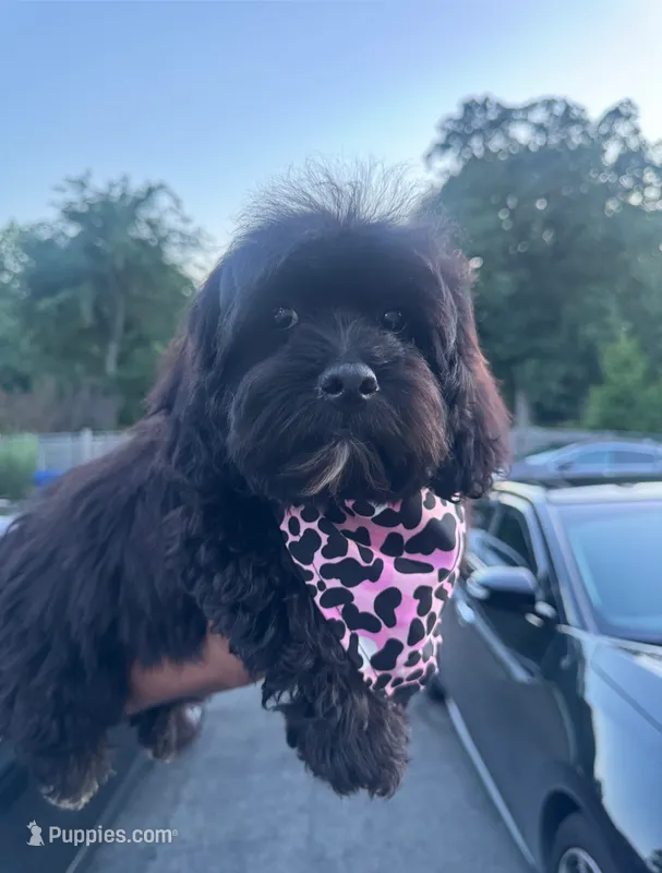Prada  – Shihpoo puppy for sale in New Haven, CT