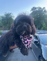 Prada , a female Shihpoo for sale in New Haven, CT – 1 of 4