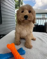 Major, a male Cockapoo for sale in New Haven, CT – 2 of 7