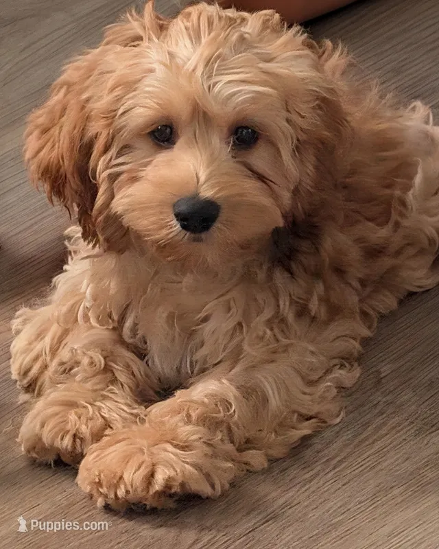 Major – Cockapoo puppy for sale in New Haven, CT