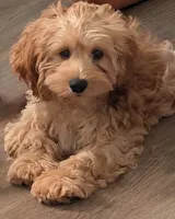 Major, a male Cockapoo for sale in New Haven, CT – 1 of 7