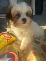 Curly, a male Mal Shi for sale in New Haven, CT – 4 of 4