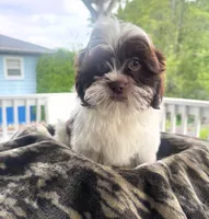 Shih Tzu , a female Shih Tzu for sale in New Haven, CT – 5 of 8