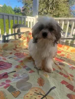 Moe, a male Mal Shi for sale in New Haven, CT – 3 of 4