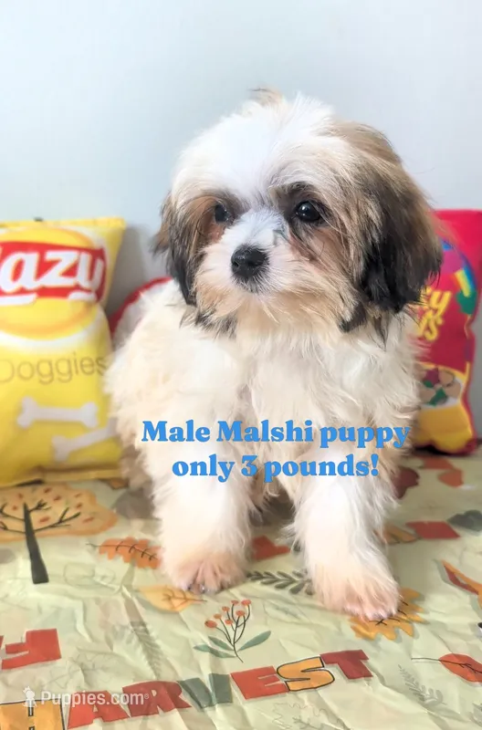 Moe – Mal Shi puppy for sale in New Haven, CT