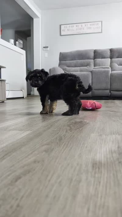 Simon, a male Yorkipoo for sale in New Haven, CT – 5 of 5
