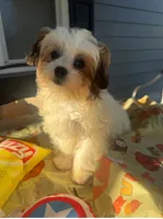 Curly, a male Mal Shi for sale in New Haven, CT – 2 of 4
