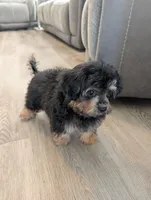 Alvin, a male Pomapoo for sale in New Haven, CT – 2 of 4