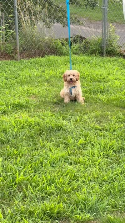 Major, a male Cockapoo for sale in New Haven, CT – 6 of 7