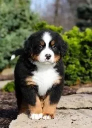 Sunny – Bernese Mountain Dog puppy for sale in Asheville, NC