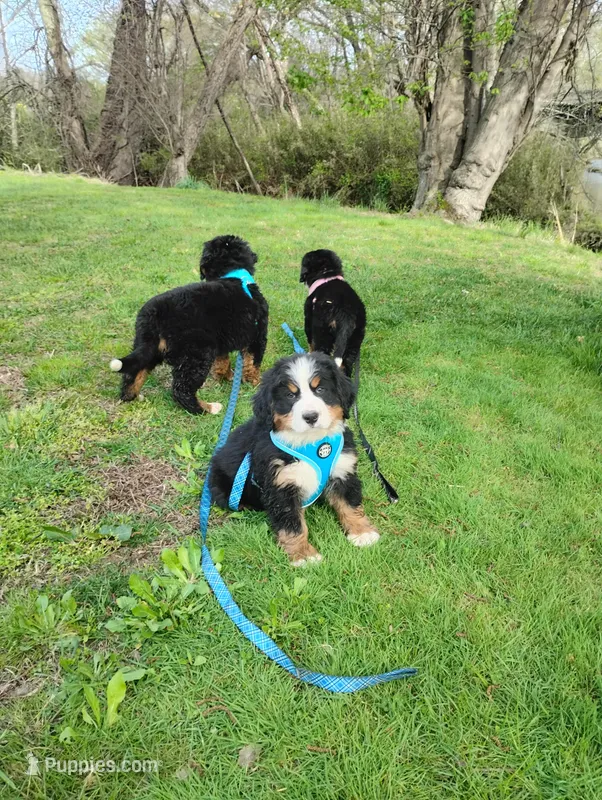 Sunny – Bernese Mountain Dog puppy for sale in Asheville, NC