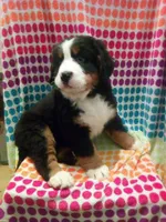 Sunny, a male Bernese Mountain Dog for sale in Asheville, NC – Photo 1 of 4