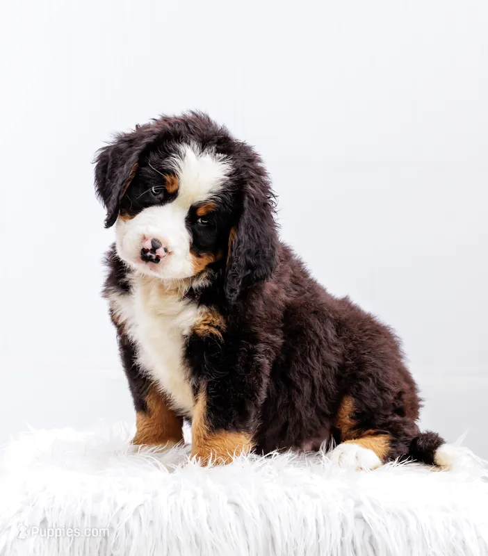 ESA Certified Ready Now, a male Bernese Mountain Dog for sale in Asheville, NC – Photo 1 of 9