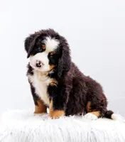 ESA Certified Ready Now, a male Bernese Mountain Dog for sale in Asheville, NC – Photo 1 of 9