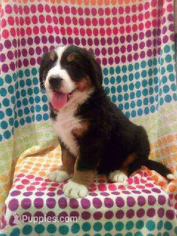 Happy – Bernese Mountain Dog puppy for sale in Asheville, NC