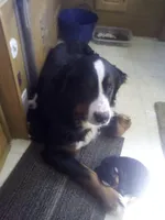 ESA Certified Ready Now, a male Bernese Mountain Dog for sale in Asheville, NC – Photo 10 of 10