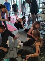 ESA Certified Ready Now, a male Bernese Mountain Dog for sale in Asheville, NC – Photo 7 of 10