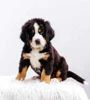 ESA Certified Ready Now, a male Bernese Mountain Dog for sale in Asheville, NC – Photo 3 of 10