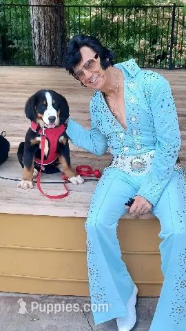 ESA Certified Ready Now, a male Bernese Mountain Dog for sale in Asheville, NC – Photo 1 of 10