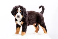 ESA Certified Ready Now, a male Bernese Mountain Dog for sale in Asheville, NC – Photo 5 of 10
