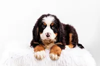 ESA Certified Ready Now, a male Bernese Mountain Dog for sale in Asheville, NC – Photo 5 of 9