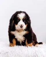 ESA Certified Ready Now, a male Bernese Mountain Dog for sale in Asheville, NC – Photo 3 of 9