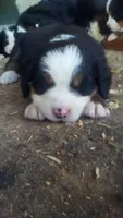 ESA Certified Ready Now, a male Bernese Mountain Dog for sale in Asheville, NC – Photo 6 of 9