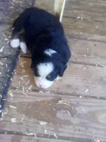 ESA Certified Ready Now, a male Bernese Mountain Dog for sale in Asheville, NC – Photo 7 of 9