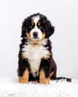 ESA Certified Ready Now, a male Bernese Mountain Dog for sale in Asheville, NC – Photo 1 of 7