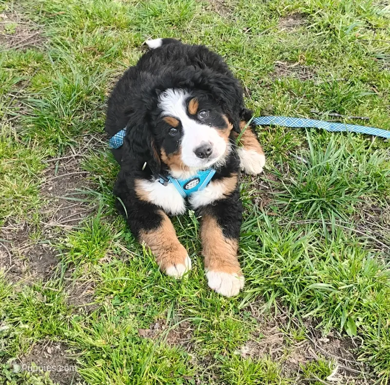 Pierre  – Bernese Mountain Dog puppy for sale in Asheville, NC