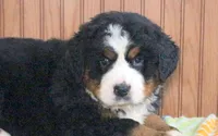 Pierre , a male Bernese Mountain Dog for sale in Asheville, NC – Photo 2 of 5