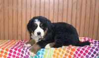 Pierre , a male Bernese Mountain Dog for sale in Asheville, NC – Photo 1 of 5