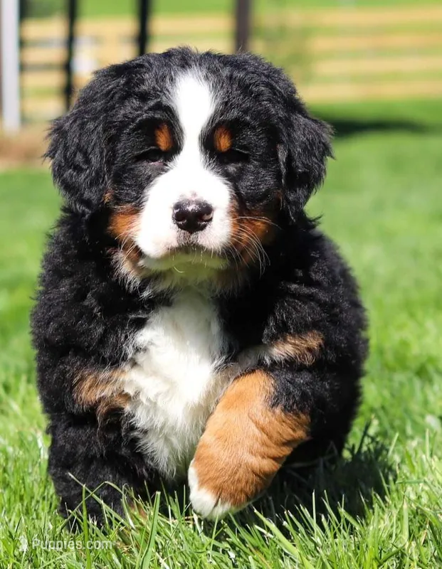 Pierre  – Bernese Mountain Dog puppy for sale in Asheville, NC