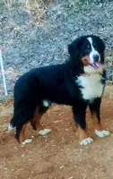 ESA Certified Ready Now, a male Bernese Mountain Dog for sale in Asheville, NC – Photo 4 of 6