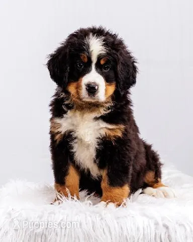 ESA Certified Ready Now – Bernese Mountain Dog puppy for sale in Asheville, NC