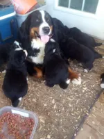 ESA Certified Ready Now, a male Bernese Mountain Dog for sale in Asheville, NC – Photo 2 of 6