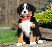 Hope, a female Bernese Mountain Dog for sale in Asheville, NC – Photo 1 of 5