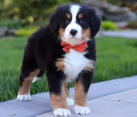 Hope, a female Bernese Mountain Dog for sale in Asheville, NC – Photo 2 of 5