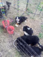 Joy, a female Bernese Mountain Dog for sale in Asheville, NC – Photo 2 of 4