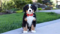 Hope, a female Bernese Mountain Dog for sale in Asheville, NC – Photo 3 of 5
