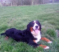 Joy, a female Bernese Mountain Dog for sale in Asheville, NC – Photo 3 of 4