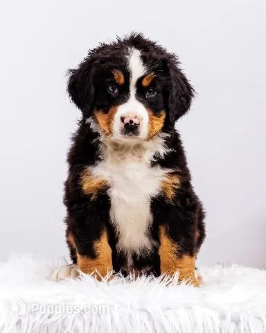 ESA Certified Ready Now, a male Bernese Mountain Dog for sale in Asheville, NC – Photo 1 of 8