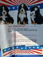 ESA Certified Ready Now, a male Bernese Mountain Dog for sale in Asheville, NC – Photo 8 of 8