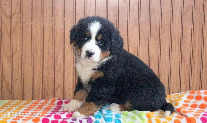 Zane – Bernese Mountain Dog puppy for sale in Asheville, NC