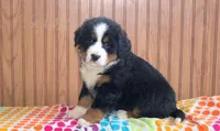 Zane, a male Bernese Mountain Dog for sale in Asheville, NC – Photo 1 of 5