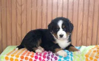 Zane, a male Bernese Mountain Dog for sale in Asheville, NC – Photo 2 of 5