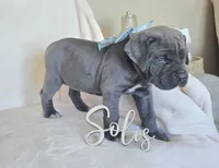 Black Collar, a female Cane Corso for sale in Norco, CA – 5 of 10