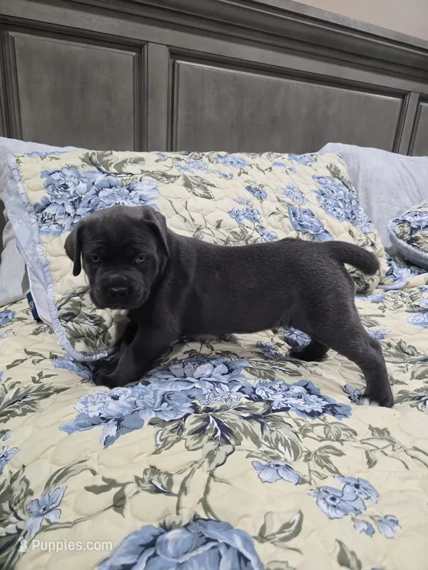 Green collar – Cane Corso puppy for sale in Norco, CA